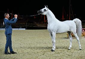 Katara International Arabian Horse Festival (Kiahf) 2025