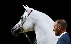 Katara International Arabian Horse Festival (Kiahf) 2025