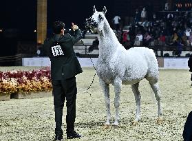 Katara International Arabian Horse Festival (Kiahf) 2025