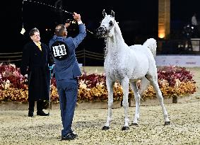 Katara International Arabian Horse Festival (Kiahf) 2025