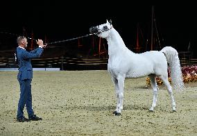 Katara International Arabian Horse Festival (Kiahf) 2025