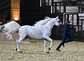 Katara International Arabian Horse Festival (Kiahf) 2025