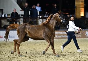 Katara International Arabian Horse Festival (Kiahf) 2025