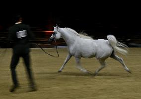 Katara International Arabian Horse Festival (Kiahf) 2025