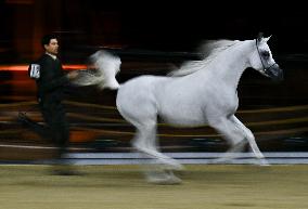 Katara International Arabian Horse Festival (Kiahf) 2025
