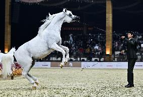 Katara International Arabian Horse Festival (Kiahf) 2025