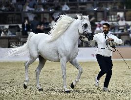 Katara International Arabian Horse Festival (Kiahf) 2025