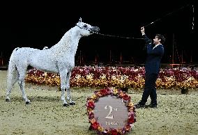 Katara International Arabian Horse Festival (Kiahf) 2025