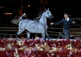 Katara International Arabian Horse Festival (Kiahf) 2025