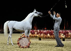 Katara International Arabian Horse Festival (Kiahf) 2025