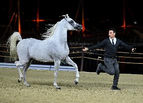 Katara International Arabian Horse Festival (Kiahf) 2025