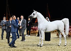 Katara International Arabian Horse Festival (Kiahf) 2025