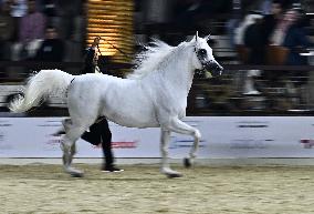 Katara International Arabian Horse Festival (Kiahf) 2025