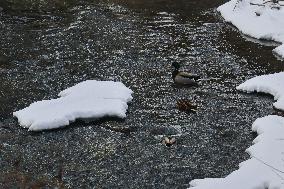 Daily Life During Winter In Toronto, Canada