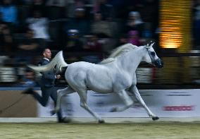 Katara International Arabian Horse Festival (KIAHF) 2025