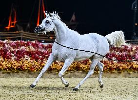 Katara International Arabian Horse Festival (KIAHF) 2025