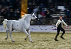 Katara International Arabian Horse Festival (KIAHF) 2025