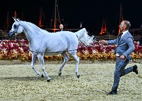 Katara International Arabian Horse Festival (KIAHF) 2025