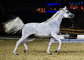 Katara International Arabian Horse Festival (KIAHF) 2025