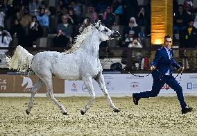 Katara International Arabian Horse Festival (KIAHF) 2025