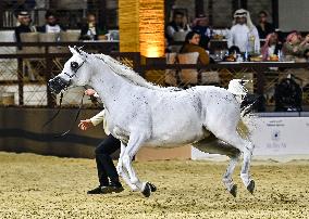 Katara International Arabian Horse Festival (KIAHF) 2025