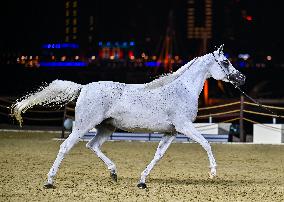 Katara International Arabian Horse Festival (KIAHF) 2025