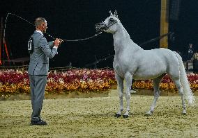Katara International Arabian Horse Festival (KIAHF) 2025