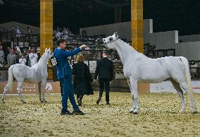 Katara International Arabian Horse Festival (KIAHF) 2025