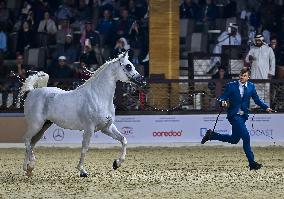 Katara International Arabian Horse Festival (KIAHF) 2025