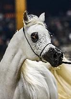 Katara International Arabian Horse Festival (KIAHF) 2025