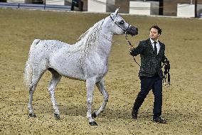 Katara International Arabian Horse Festival (KIAHF) 2025