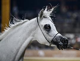 Katara International Arabian Horse Festival (KIAHF) 2025