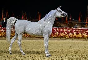 Katara International Arabian Horse Festival (KIAHF) 2025