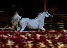 Katara International Arabian Horse Festival (KIAHF) 2025