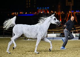 Katara International Arabian Horse Festival (KIAHF) 2025