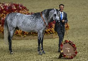 Katara International Arabian Horse Festival (KIAHF) 2025