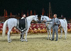 Katara International Arabian Horse Festival (KIAHF) 2025