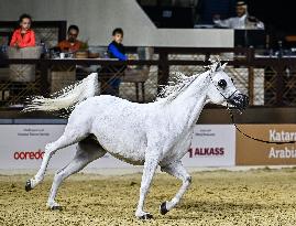 Katara International Arabian Horse Festival (KIAHF) 2025