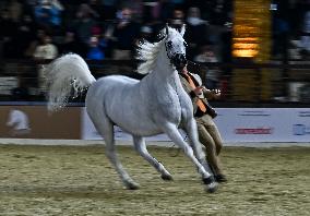 Katara International Arabian Horse Festival (KIAHF) 2025