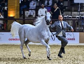 Katara International Arabian Horse Festival (KIAHF) 2025