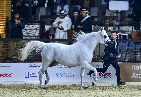 Katara International Arabian Horse Festival (KIAHF) 2025