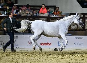 Katara International Arabian Horse Festival (KIAHF) 2025