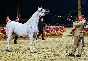 Katara International Arabian Horse Festival (KIAHF) 2025