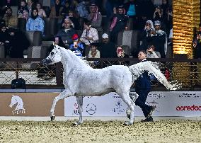 Katara International Arabian Horse Festival (KIAHF) 2025