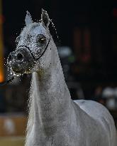 Katara International Arabian Horse Festival (KIAHF) 2025