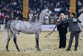 Katara International Arabian Horse Festival (KIAHF) 2025