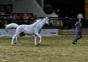 Katara International Arabian Horse Festival (KIAHF) 2025