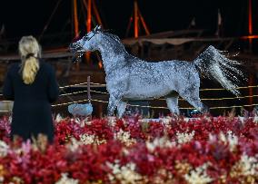 Katara International Arabian Horse Festival (KIAHF) 2025