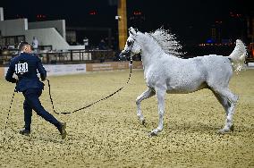 Katara International Arabian Horse Festival (KIAHF) 2025