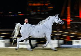 Katara International Arabian Horse Festival (KIAHF) 2025